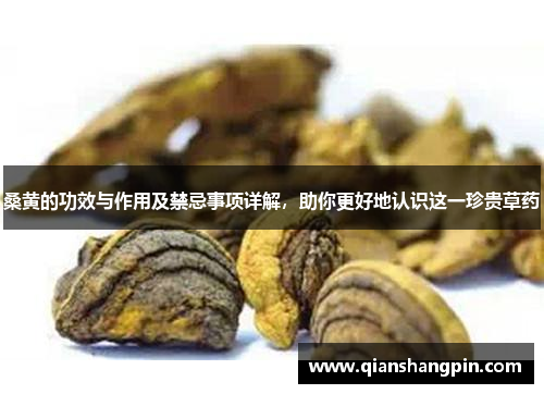 桑黄的功效与作用及禁忌事项详解，助你更好地认识这一珍贵草药